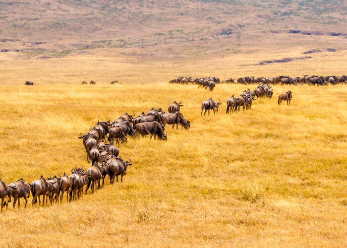 safari_kenia_gran_migracion