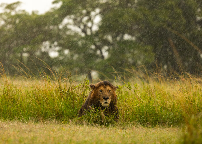 safari_kenia_leon_lluvia