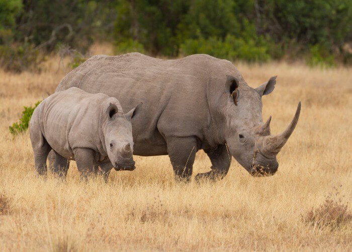 safari-kenia-niños-OI-Pejeta