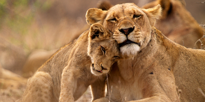 Una leona con una cría acariciándose en un safari por el parque Kruger de Sudafrica