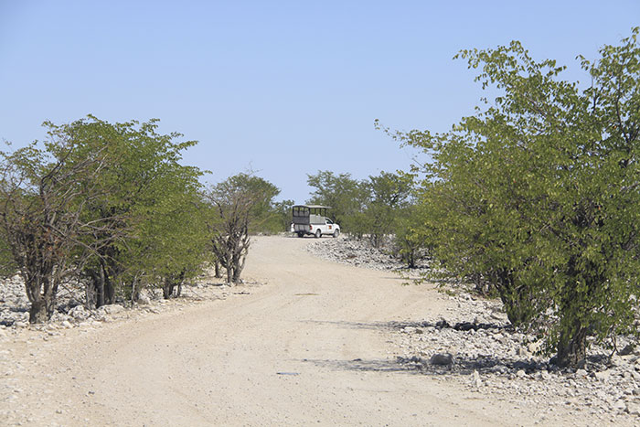 safari-privado-namibia