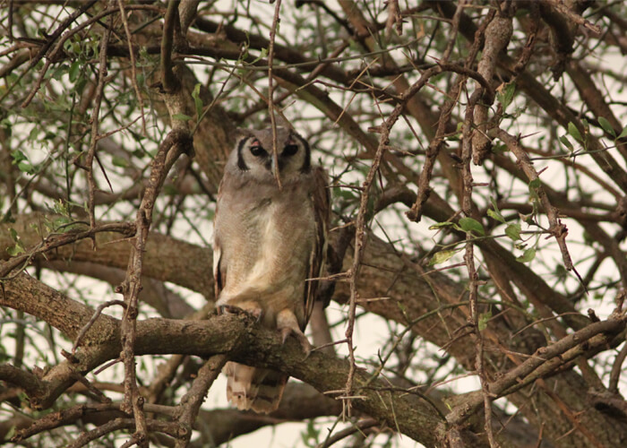 safari en serengeti con un buho en las ramas de un árbol