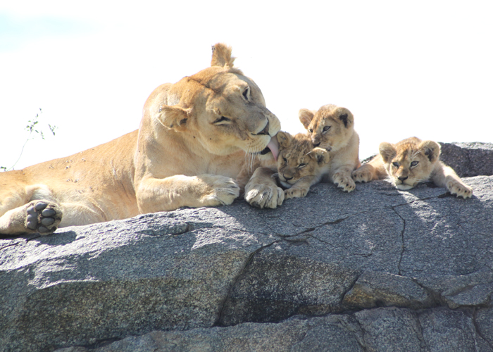 Leones en el safari en Serengeti