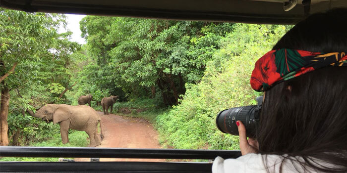 Elefantes en el safari en Tarangire, Tanzania