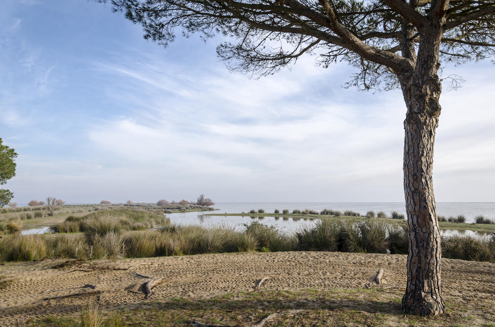 Destino: Parque Nacional de Doñana