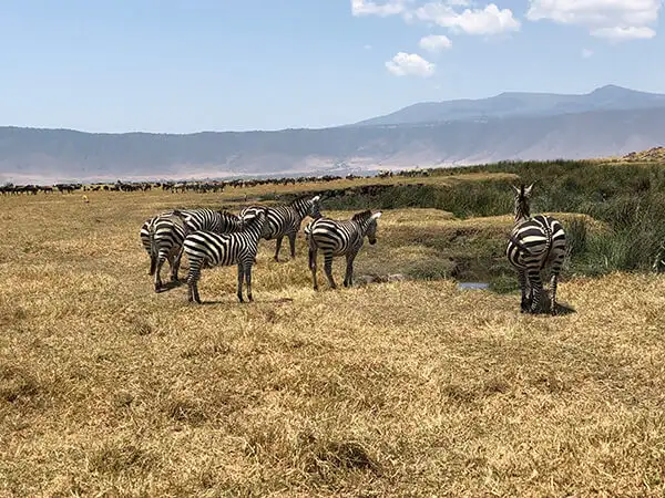 tanzania-opinion-novios.webp - Pangea Viajes