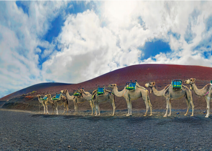 timanfaya-camellos-lanzarote