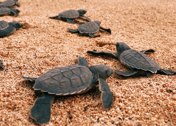 tortugas-turismo-santo-tome