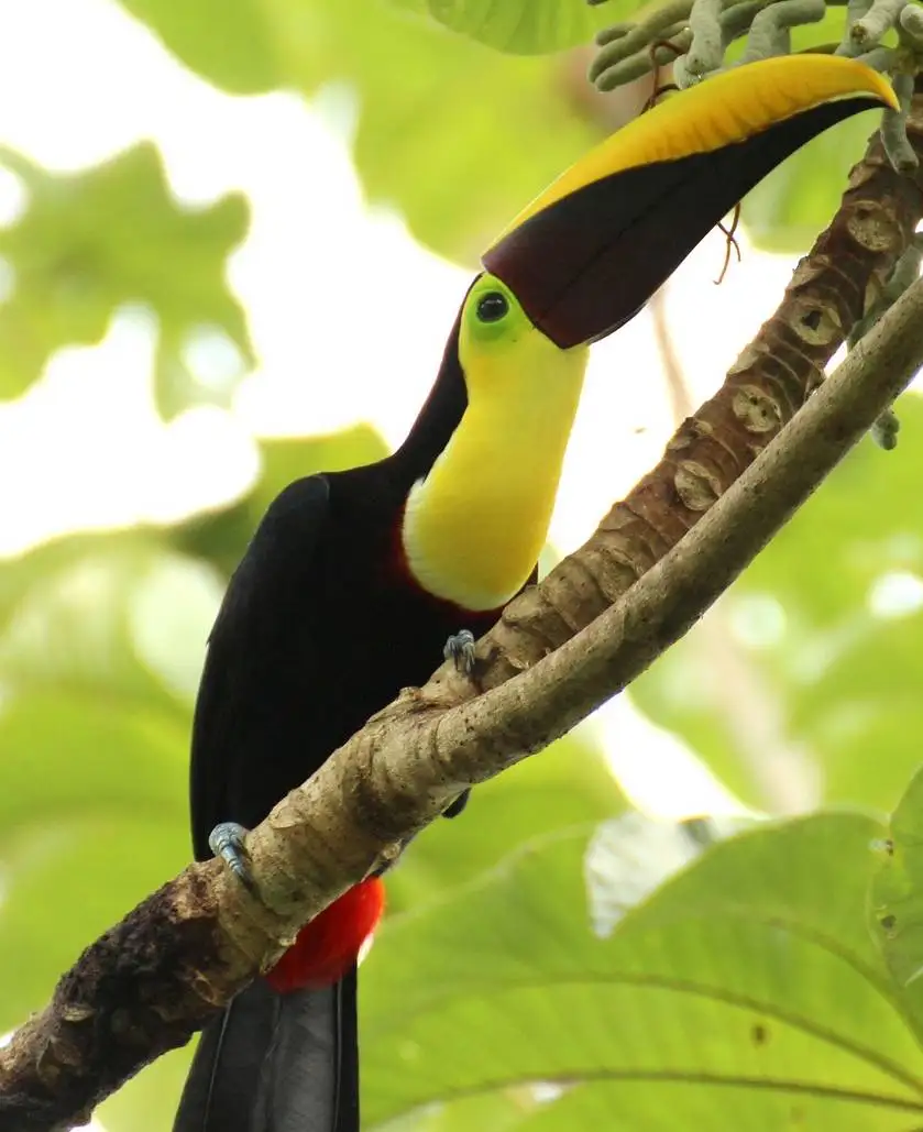 tucan.webp - Pangea Viajes