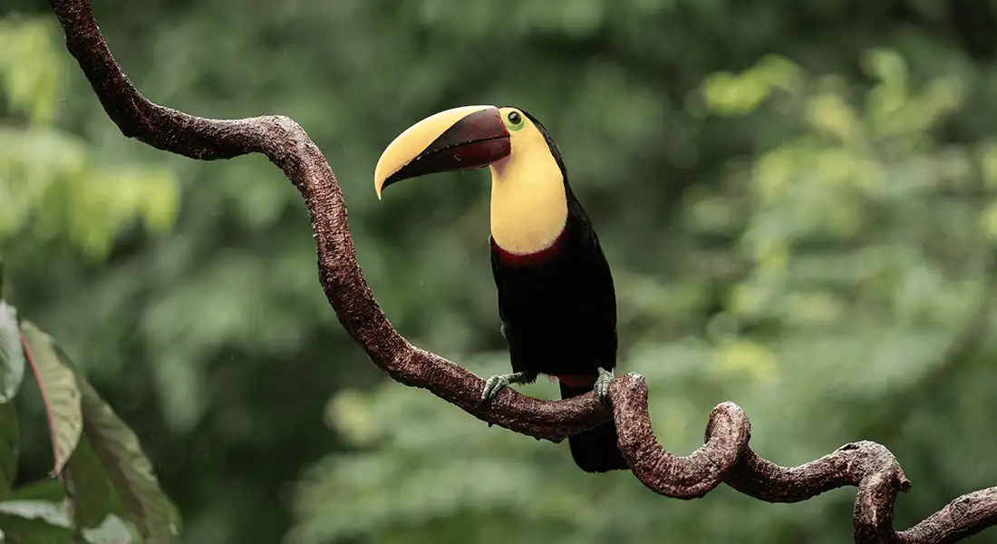 tucan-costa-rica-blog.webp - Pangea Viajes