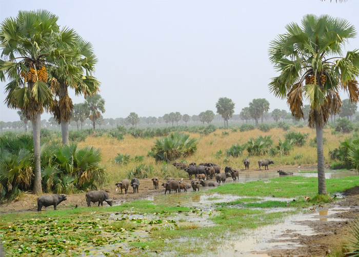 Día 4: Murchison Falls N.P. y cataratas