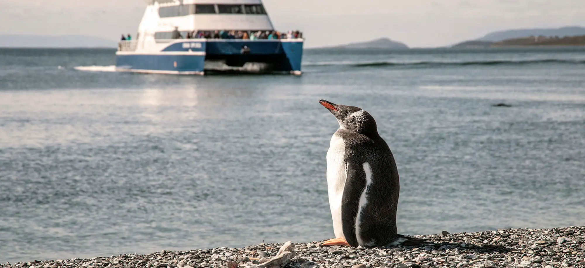 image-viajar-a-argentina-canal-de-beagle-g2.webp - Pangea Viajes