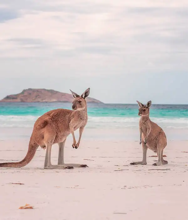 Viatges a Austràlia