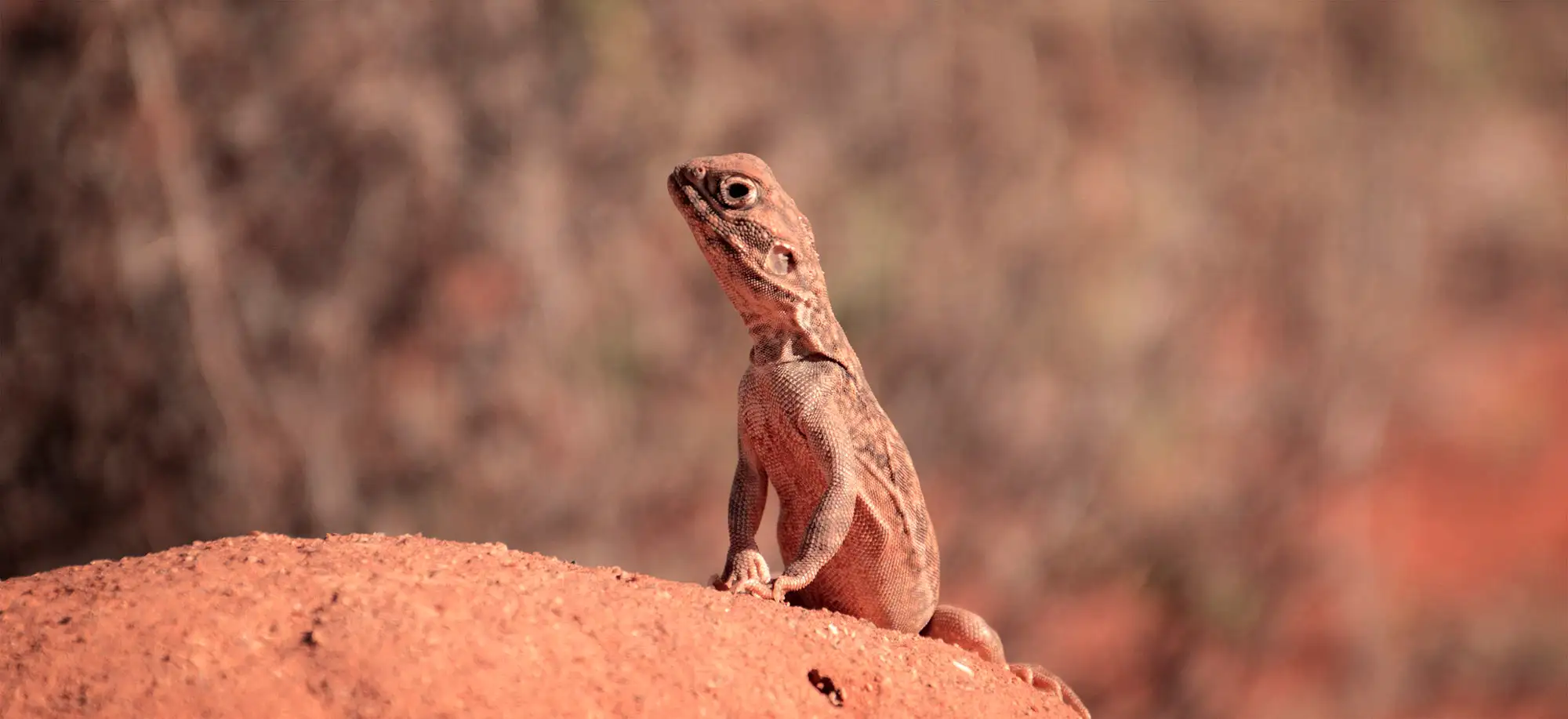 image-viajar-a-australia-el-centro-rojo-g1.webp - Pangea Viajes