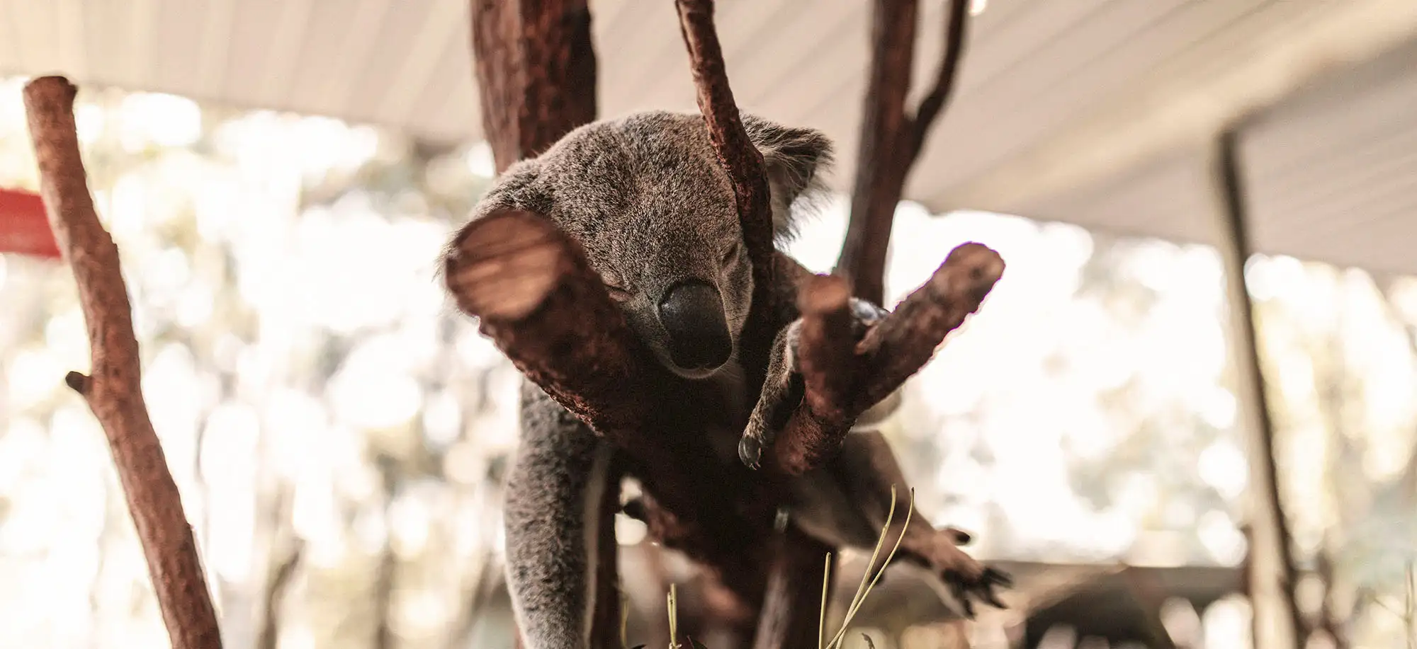 Fauna Endèmica d'Austràlia