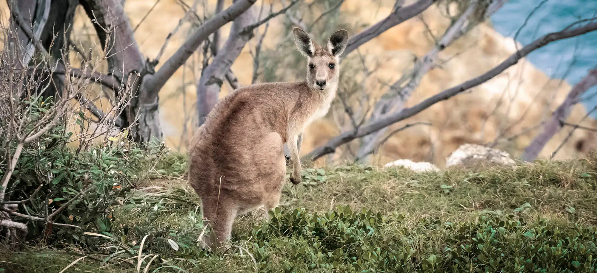 image-viajar-a-australia-fauna-endemica-g1.webp - Pangea Viajes