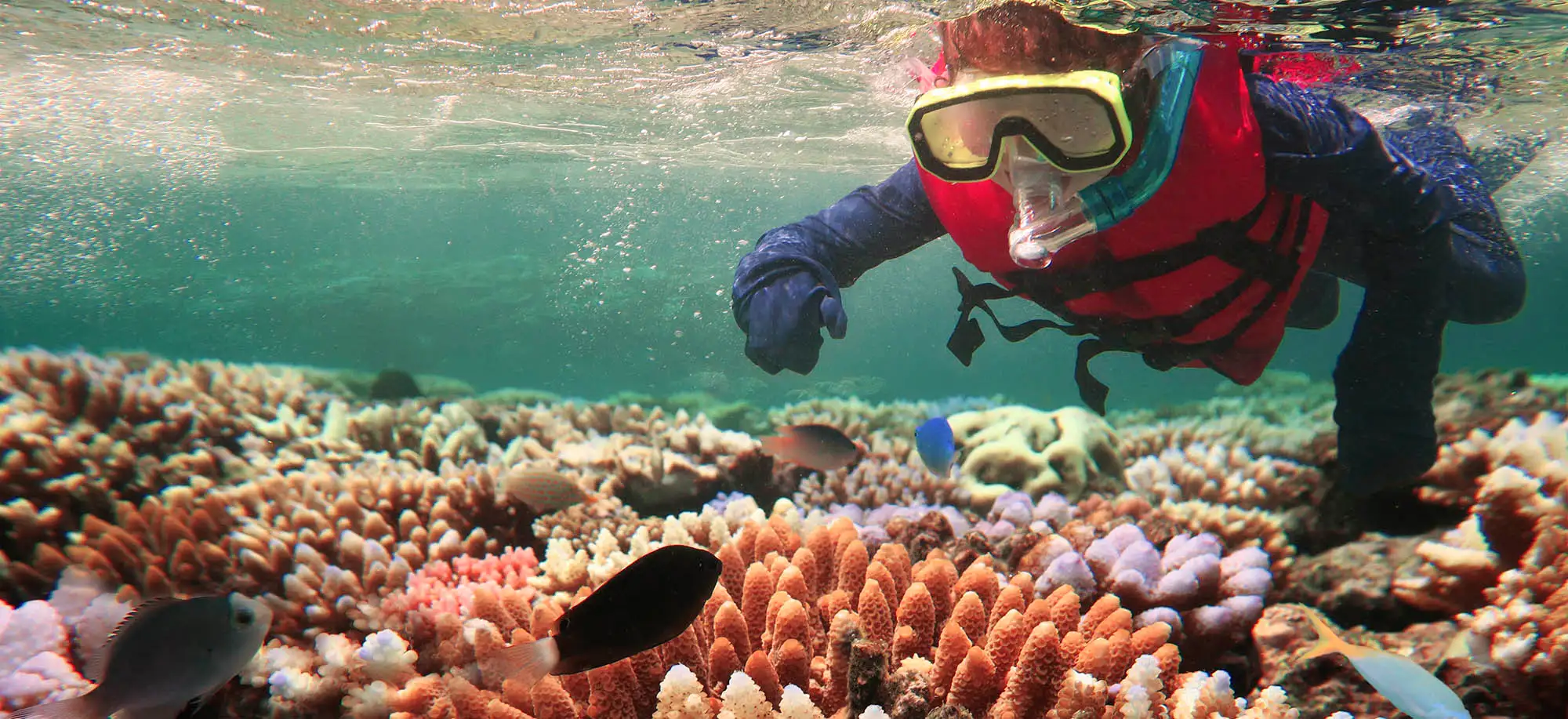 image-viajar-a-australia-la-gran-barrera-de-coral-g2.webp - Pangea Viajes