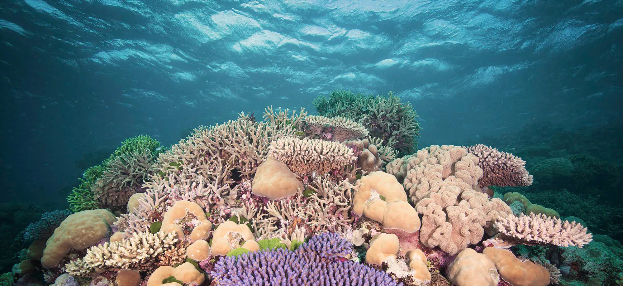 image-viajar-a-australia-la-gran-barrera-de-coral-g3.webp - Pangea Viajes