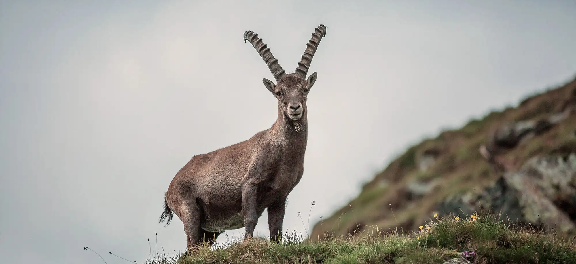 image-viajar-a-austria-parque-nacional-de-hohe-tauern-g3.webp - Pangea Viajes