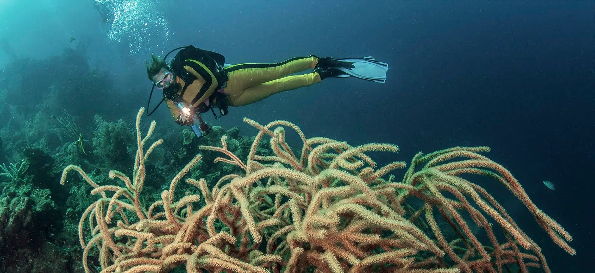 image-viajar-a-belice-gran-agujero-azul-g1.webp - Pangea Viajes