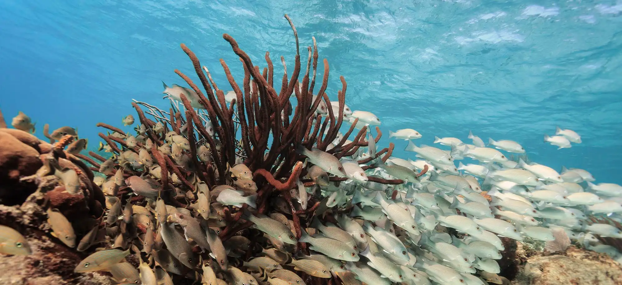 image-viajar-a-belice-reserva-marina-de-hol-chan-g2.webp - Pangea Viajes