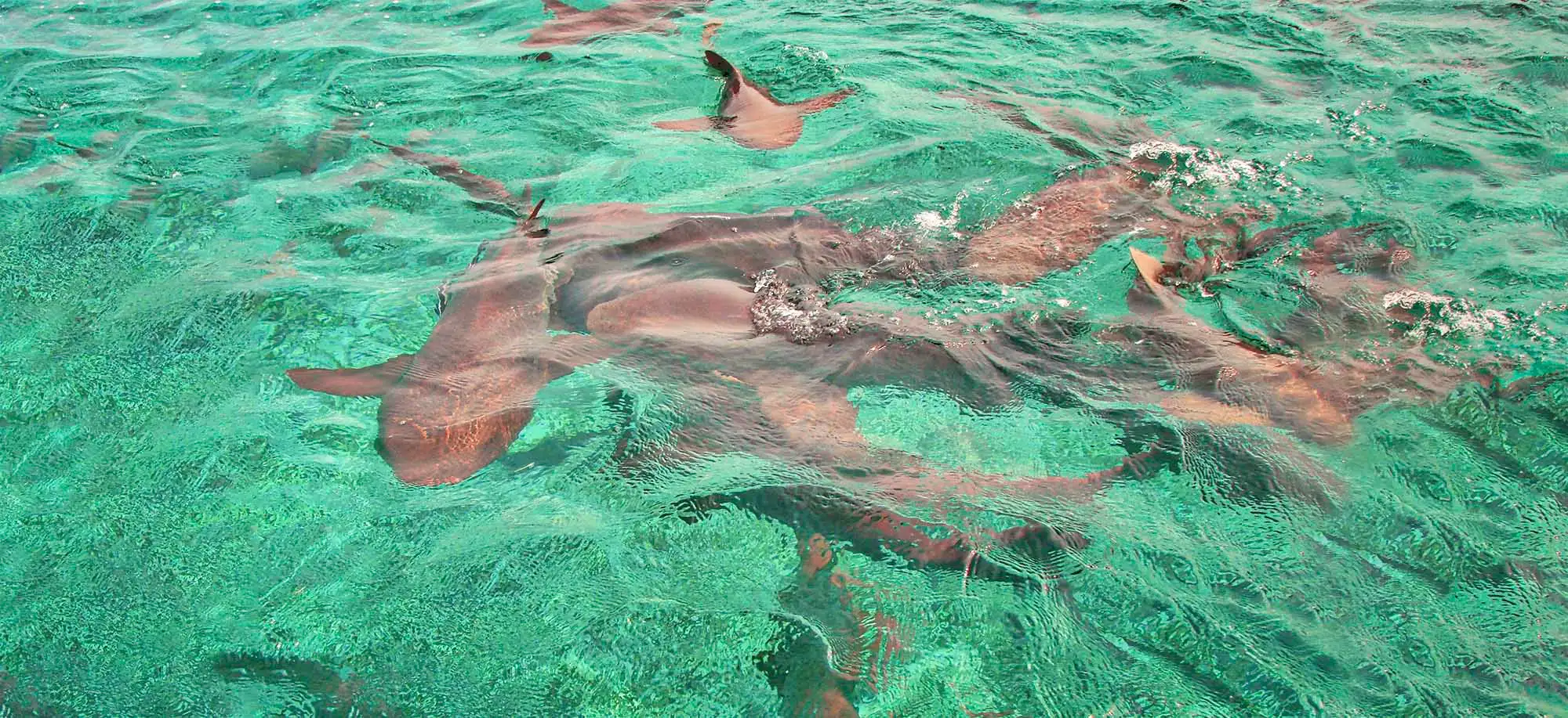 image-viajar-a-belice-reserva-marina-de-hol-chan-g3.webp - Pangea Viajes