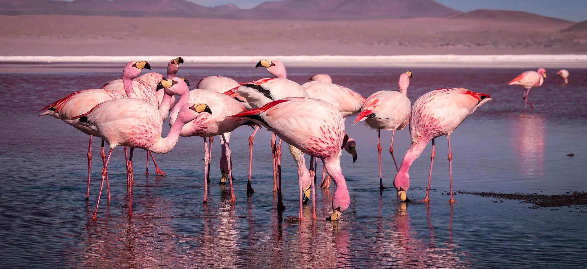 image-viajar-a-bolivia-laguna-colorada-g2.webp - Pangea Viajes