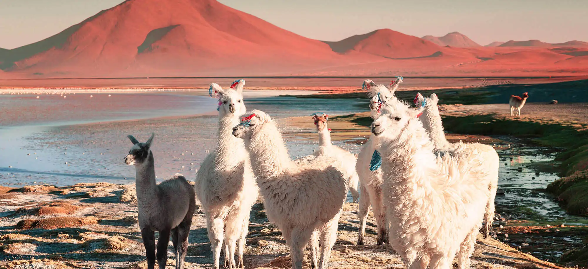 image-viajar-a-bolivia-laguna-colorada-g3.webp - Pangea Viajes