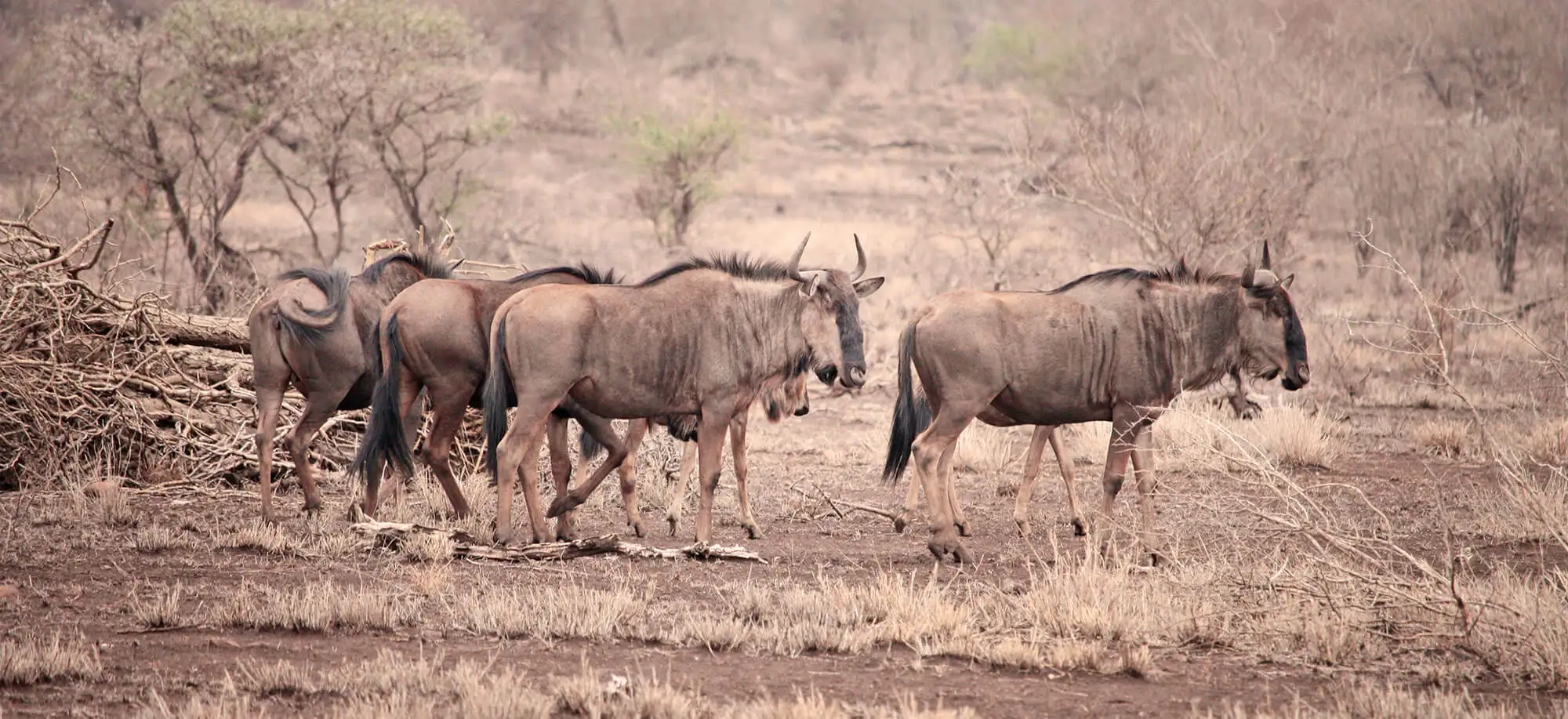 image-viajar-a-botsuana-delta-del-okavango-g1.webp - Pangea Viajes