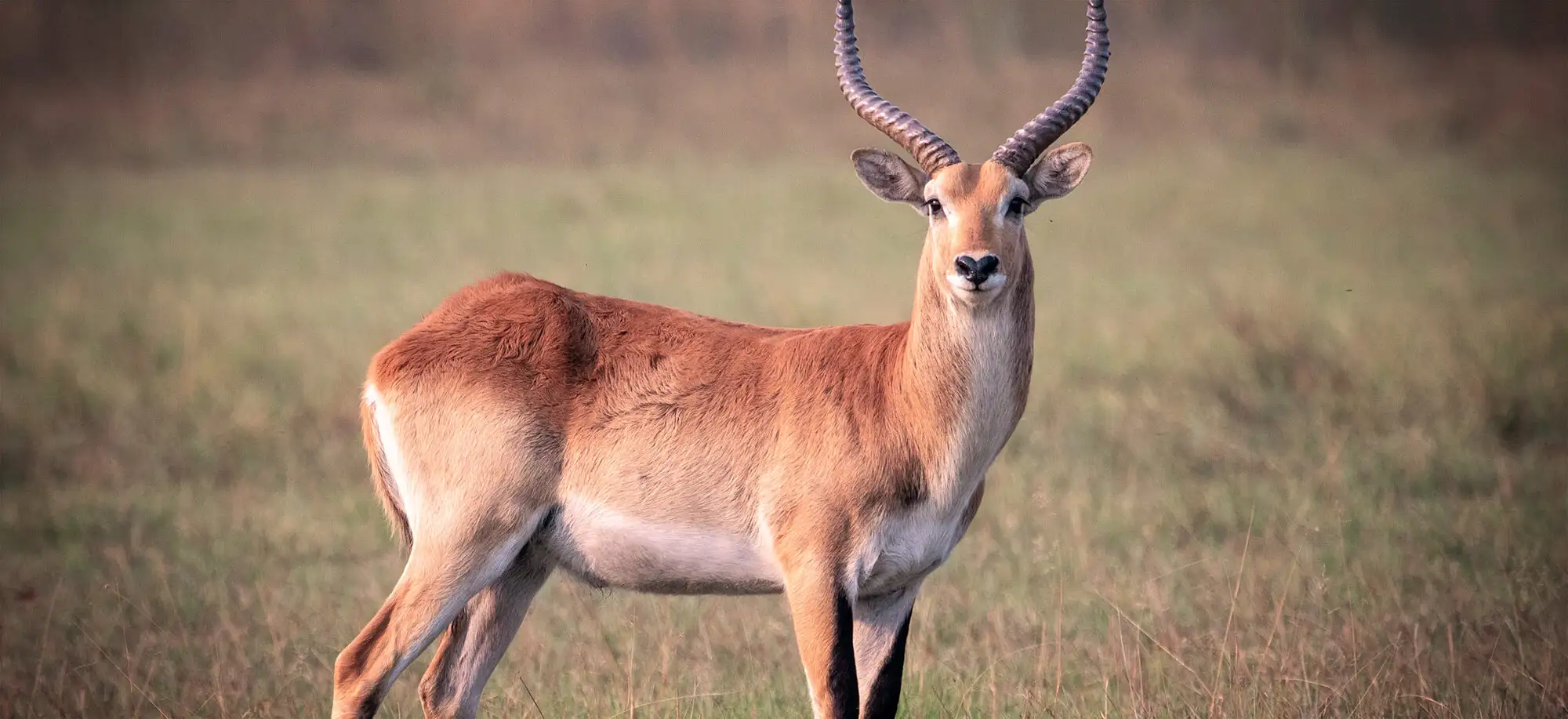 image-viajar-a-botsuana-delta-del-okavango-g2.webp - Pangea Viajes