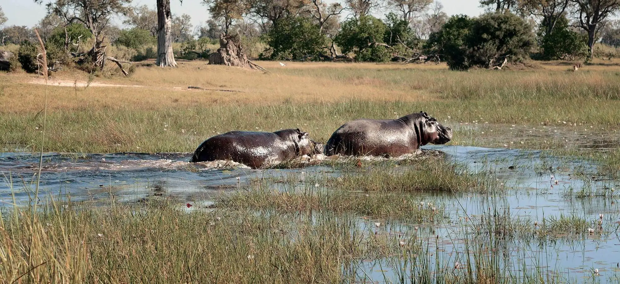 image-viajar-a-botsuana-delta-del-okavango-g3.webp - Pangea Viajes