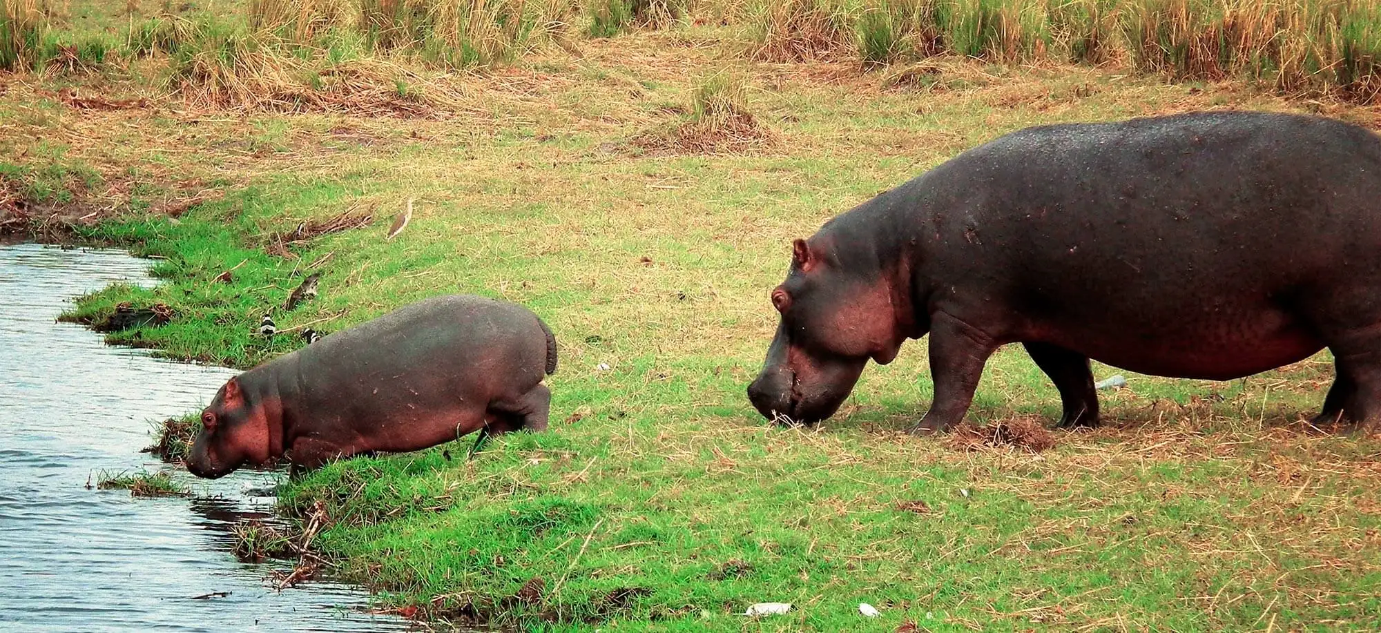 image-viajar-a-botsuana-kasane-g1.webp - Pangea Viajes