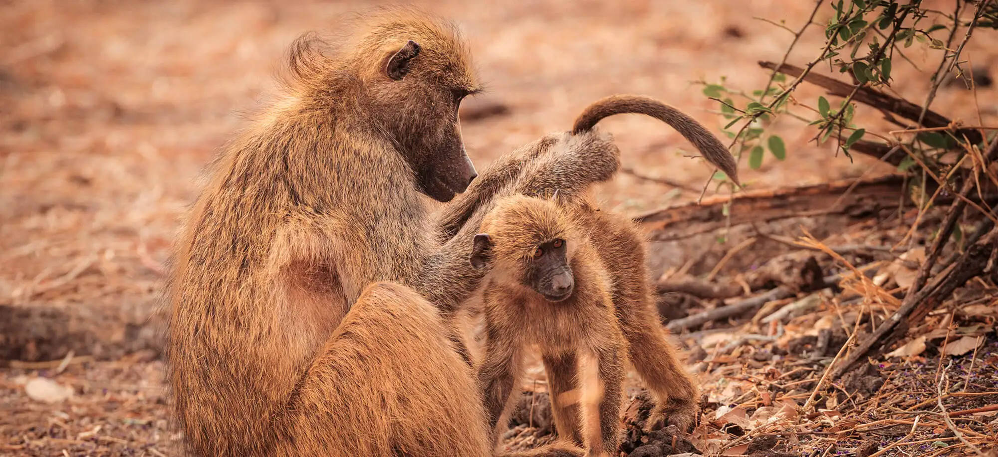 image-viajar-a-botsuana-kasane-g2.webp - Pangea Viajes