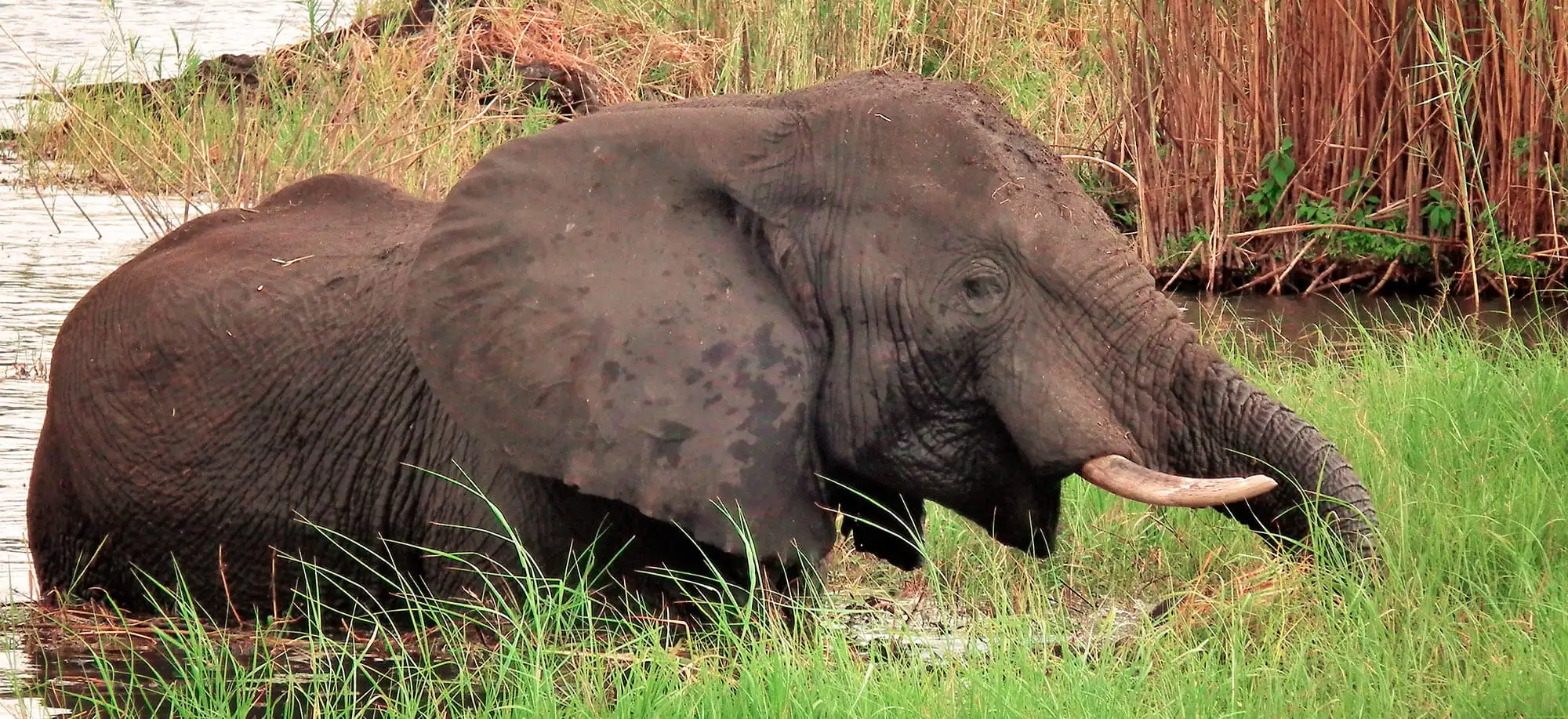 image-viajar-a-botsuana-kasane-g2.webp - Pangea Viajes