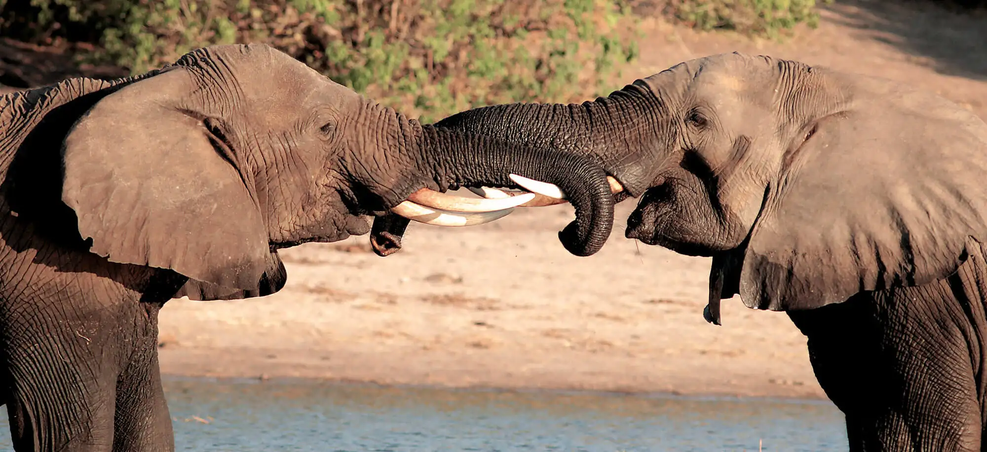 image-viajar-a-botsuana-kasane-g3.webp - Pangea Viajes