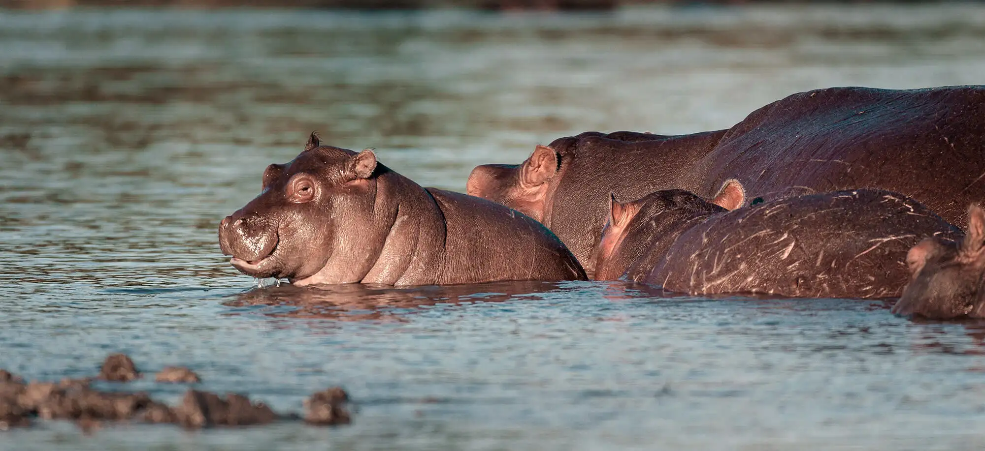 image-viajar-a-botsuana-parque-nacional-chobe-g1.webp - Pangea Viajes