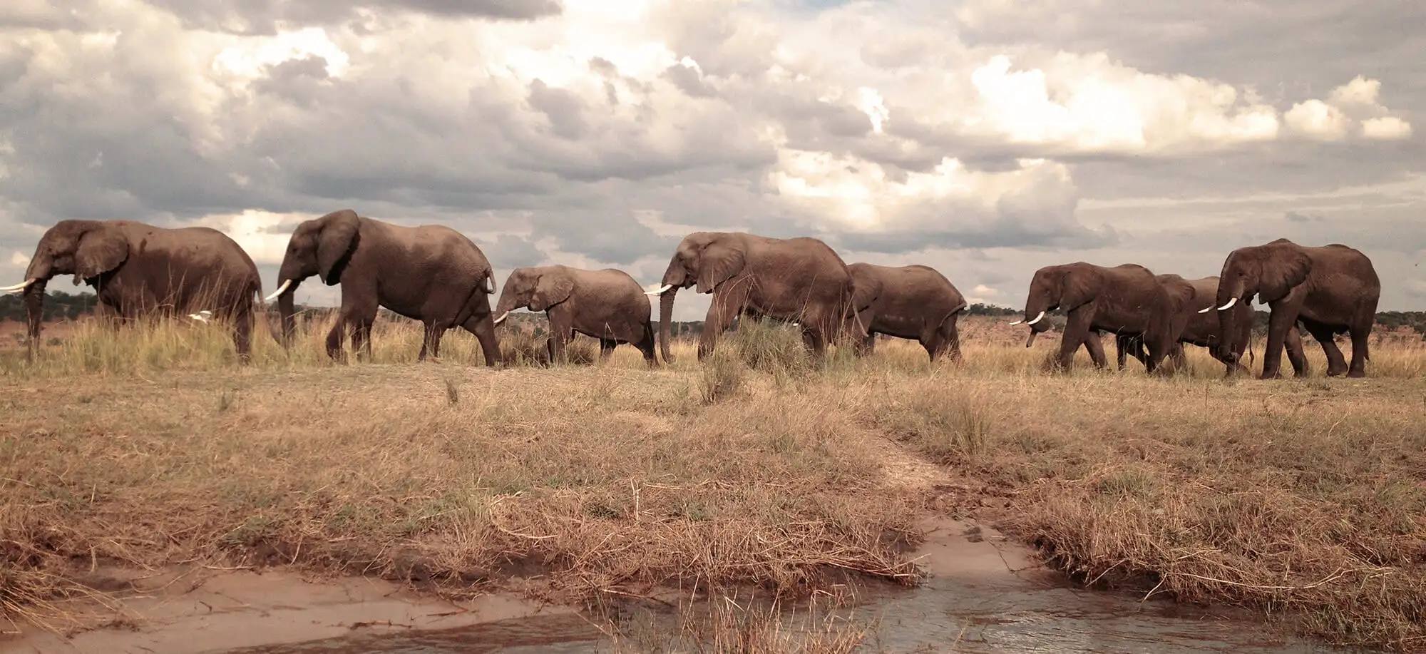 image-viajar-a-botsuana-parque-nacional-chobe-g1.webp - Pangea Viajes