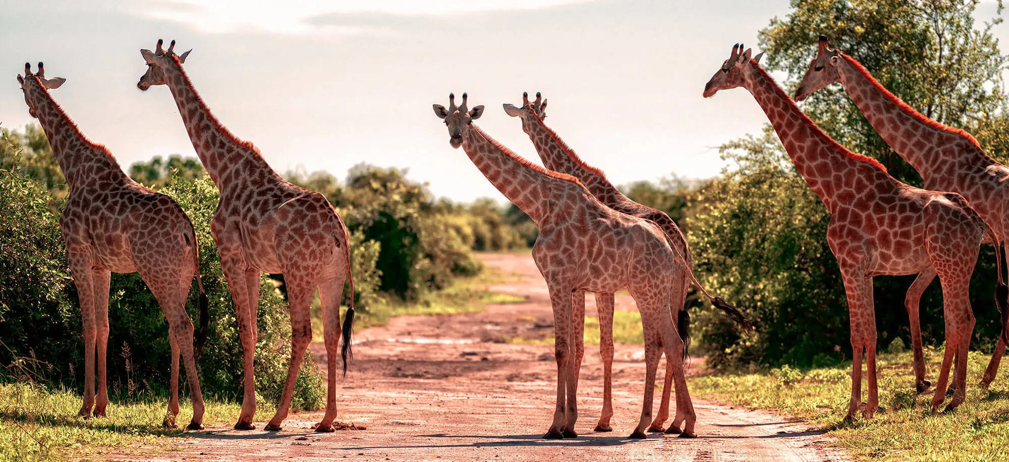 image-viajar-a-botsuana-parque-nacional-chobe-g2.webp - Pangea Viajes