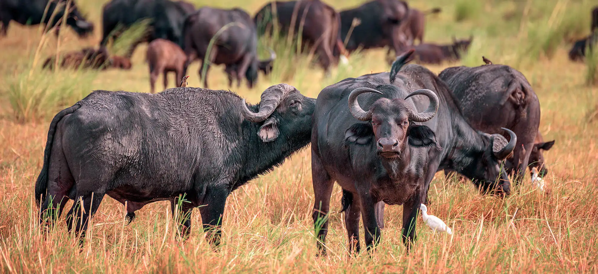 image-viajar-a-botsuana-parque-nacional-chobe-g3.webp - Pangea Viajes