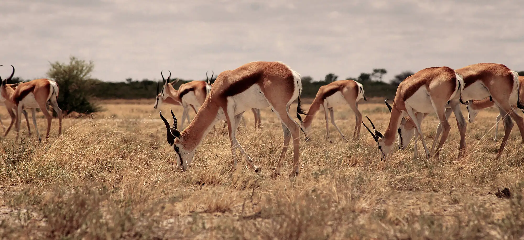 Viatges a la Reserva del Kalahari Central