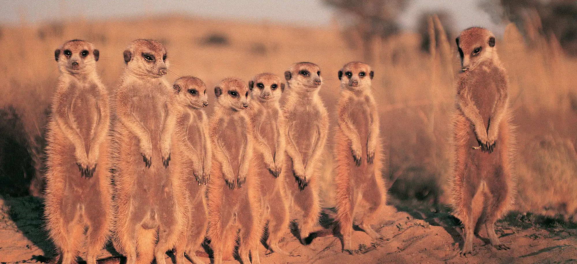 image-viajar-a-botsuana-reserva-de-kalahari-central-g1.webp - Pangea Viajes