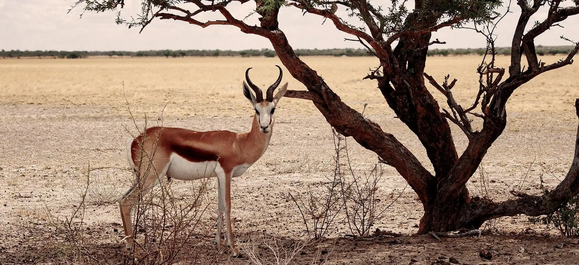 image-viajar-a-botsuana-reserva-de-kalahari-central-g2.webp - Pangea Viajes