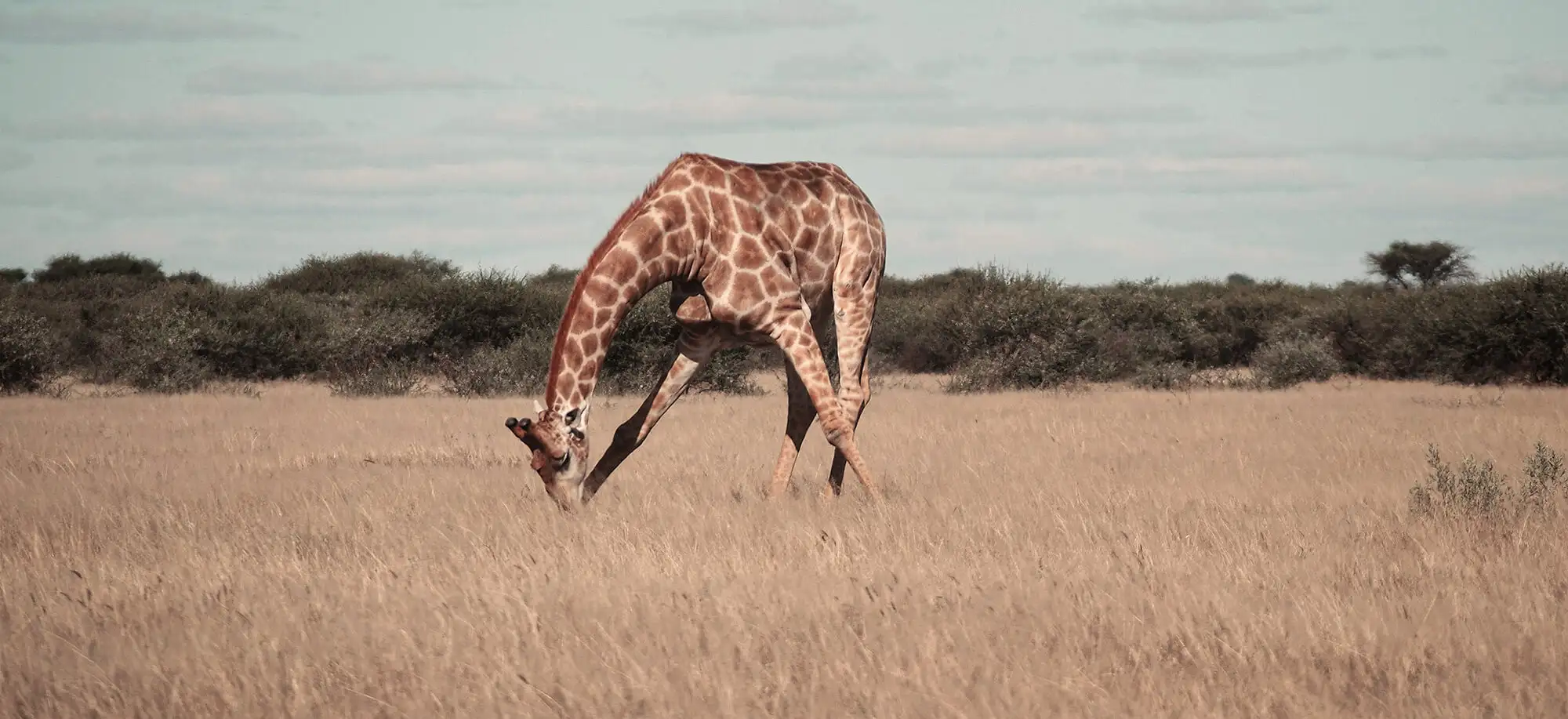 image-viajar-a-botsuana-reserva-de-kalahari-central-g3.webp - Pangea Viajes