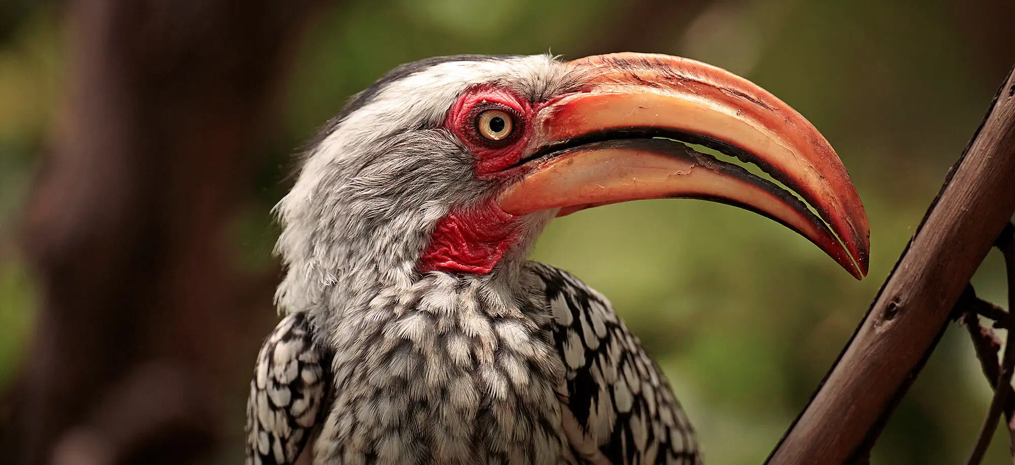 image-viajar-a-botsuana-reserva-de-moremi-g2.webp - Pangea Viajes