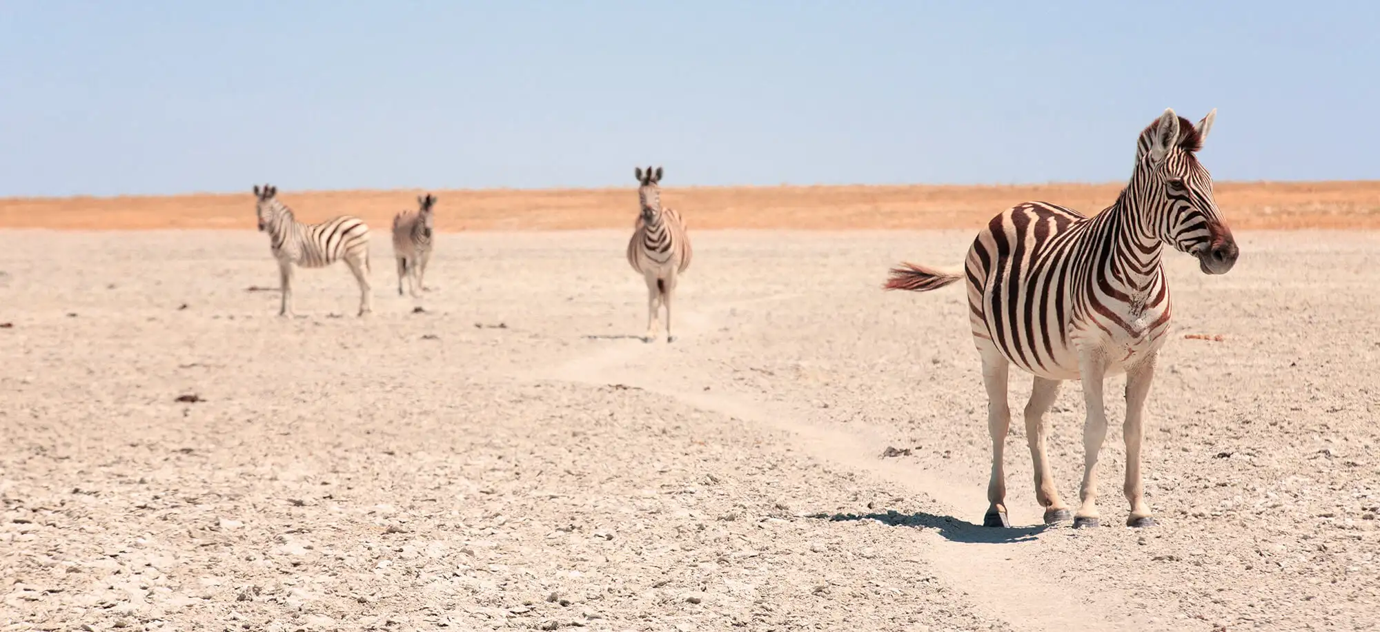 Viatges al Salar de Makgadikgadi