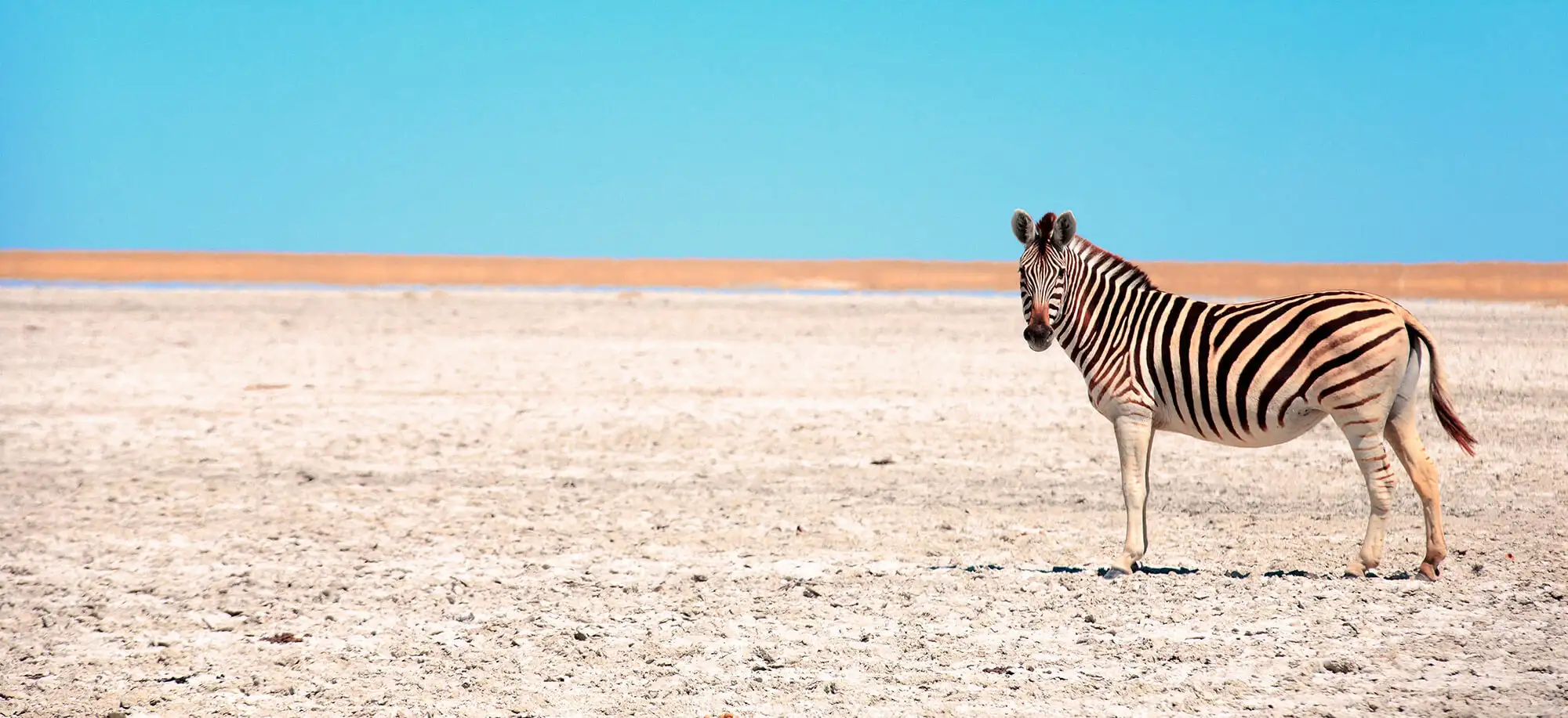 image-viajar-a-botsuana-salar-de-makgadikgadi-g1.webp - Pangea Viajes