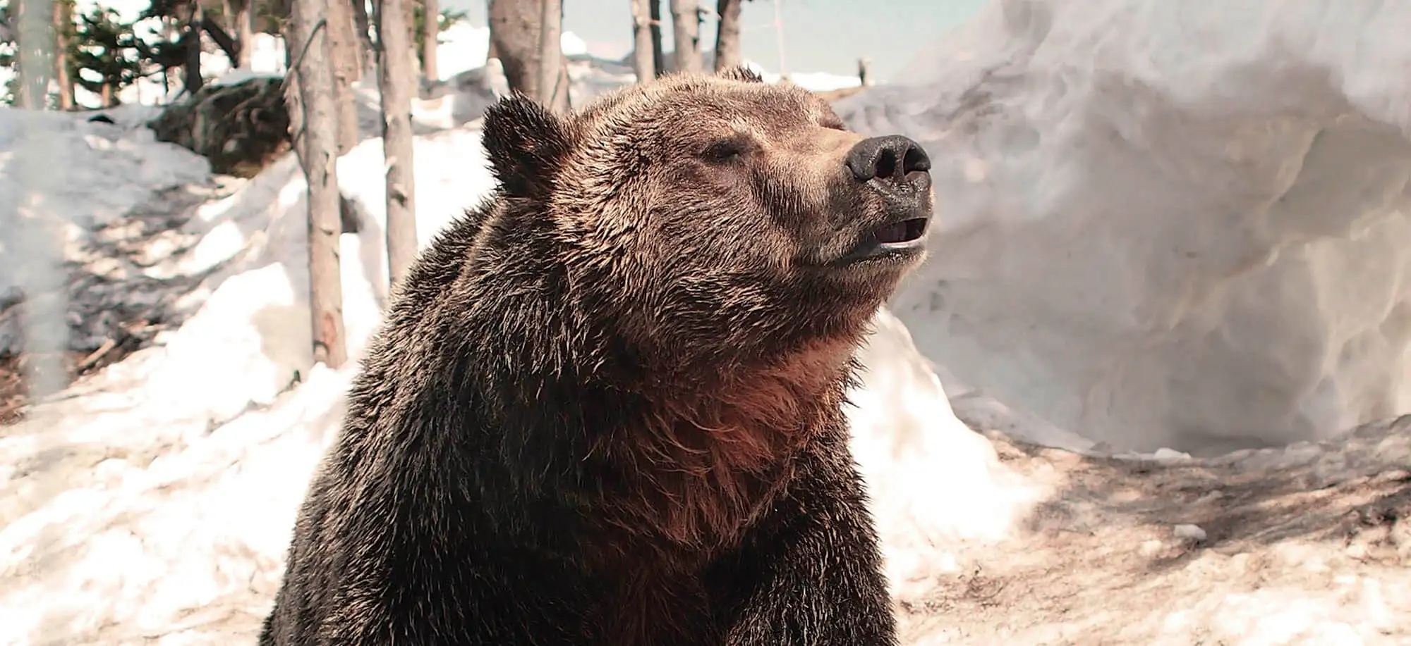 image-viajar-a-canada-montañas-rocosas-g1.webp - Pangea Viajes