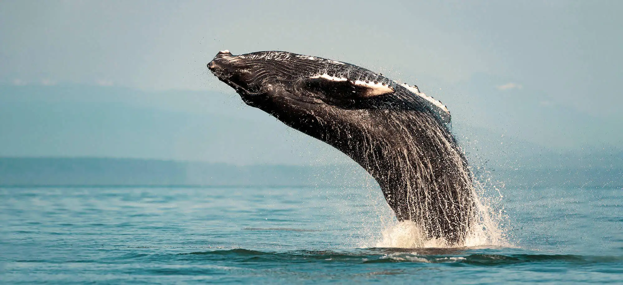 image-viajar-a-canada-vancouver-g3.webp - Pangea Viajes