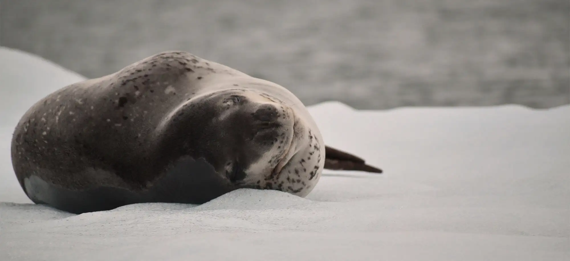 image-viajar-a-chile-PN-laguna-de-san-rafael-g1.webp - Pangea Viajes