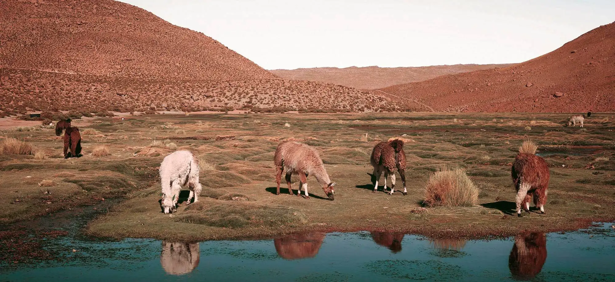 image-viajar-a-chile-desierto-de-atacama-g2.webp - Pangea Viajes